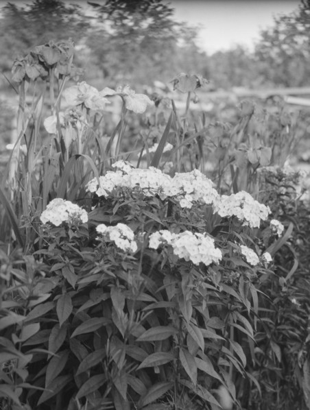 Cosgrave grounds, not before 1917. Creator: Arnold Genthe.