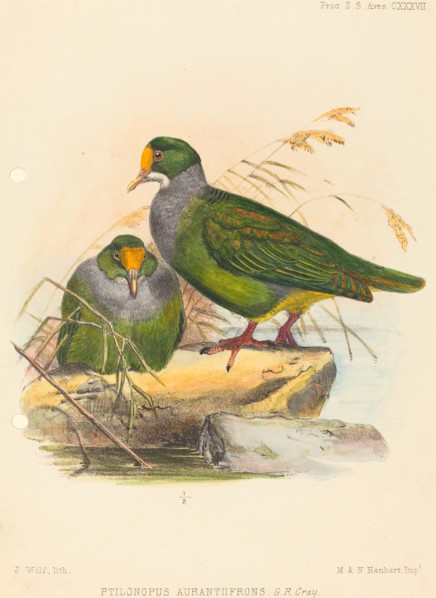 Two Birds (Ptilonopus Auranthfrons). Creator: Joseph Wolf.