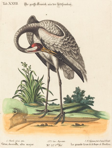 Grus Americana, alta major. Creator: Johann Michael Seligmann.