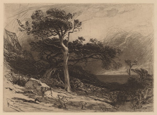 Old Cedars, Coast of Maine, 1880. Creator: James David Smillie.
