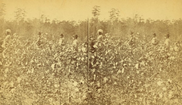 Cotton field. [Picking cotton], (1868-1900?). Creator: Unknown.