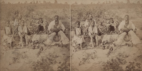 Family group posing in cotton field, c1880-c1889. Creator: Unknown.