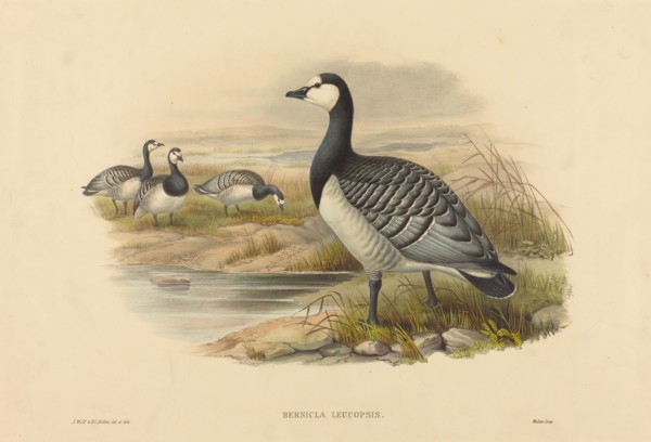 Barnacle Goose (Bernicla Leucopsis). Creators: Joseph Wolf, HC Richter.