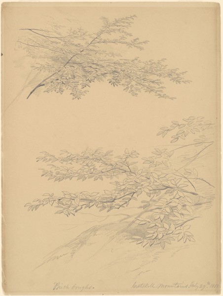 Birch Boughs, Catskill Mountains, 1856. Creator: John William Casilear.