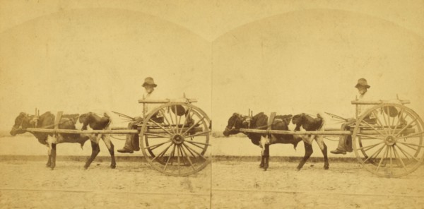 Uncle Lem, [Man in an oxcart], (1868-1900?). Creator: O. Pierre Havens.