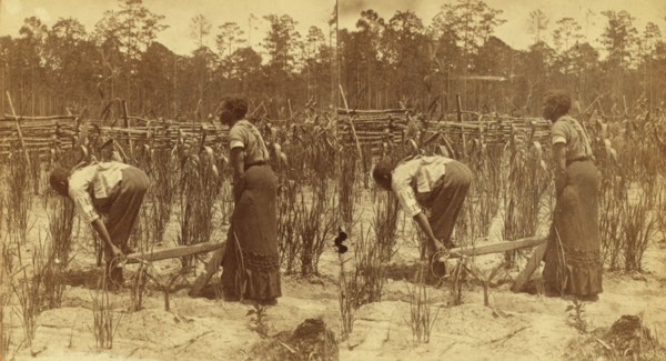 Ploughing rice. [Plowing rice], (1868-1900?). Creator: O. Pierre Havens.