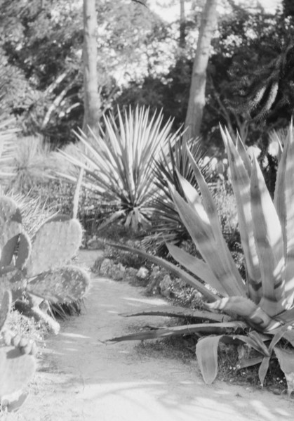 Del Monte, California or San Francisco views, 1927 Creator: Arnold Genthe.