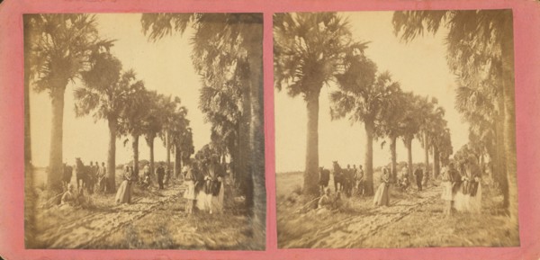 Palmetto Avenue, Fort George, Fla. [No. 13], c1850-c1930. Creator: Unknown.