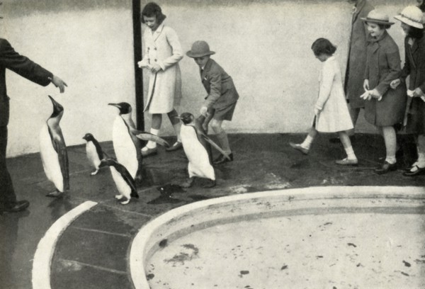 'At the London Zoo - at the Penguin Pool', 1939, (1947).  Creator: Unknown.