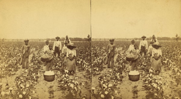 Picking cotton, group posing in the field, (1868-1900?). Creator: J. N. Wilson.