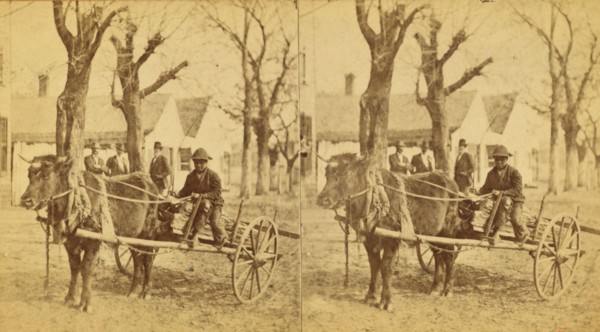 Lightwood Boy, [Boy in an oxcart loaded with kindling], (1868-1900?). Creator: Unknown.