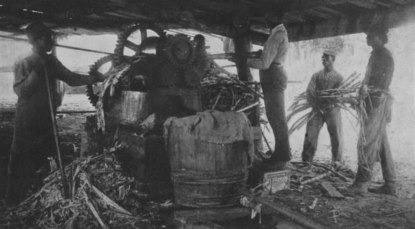 Grinding sugar-cane at the school's sugar-hill, 1904. Creator: Frances Benjamin Johnston.