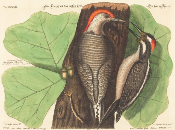 The Red Bellied Woodpecker (Picus Carolinus), probably 1743/1762. Creator: Johann Michael Seligmann.