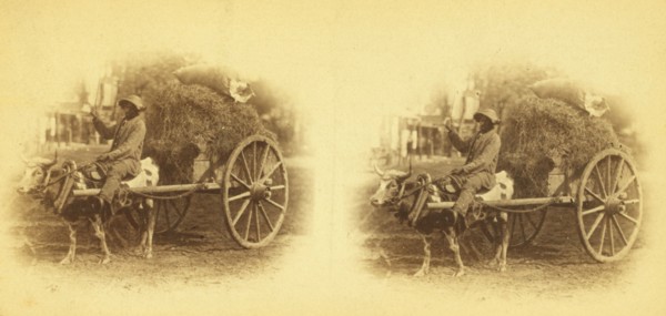 15th Amendment bringing his crop to town. [Man on an oxcart loaded with hay], (1868-1900?). Creator: O. Pierre Havens.