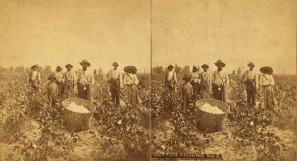 Cotton picking no. 3. [Group posing in the field with bale of cotton in foreground], (1868-1900?). Creator: O. Pierre Havens.