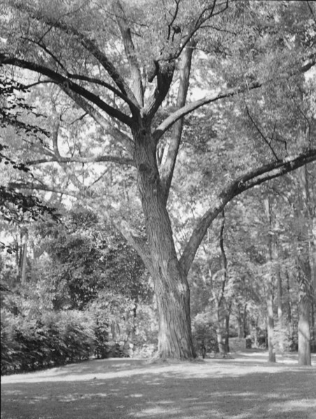 Rothbart, Albert, Mr., grounds, between 1920 and 1935. Creator: Arnold Genthe.
