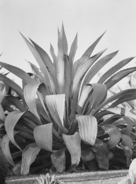 Travel views of the American Southwest, between 1899 and 1928. Creator: Arnold Genthe.
