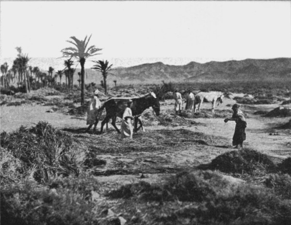 ''Battage du ble dans les Ziban; Afrique du nord', 1914. Creator: Unknown.