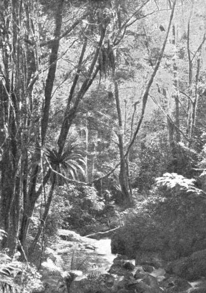 'Dans la foret de Madilo (jadis foret vierge de Madagascar); Iles Africaines de la mer..., 1914. Creator: Unknown.