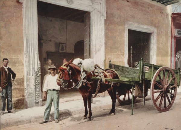 Un Mulo de la Habana, c1900. Creator: William H. Jackson.