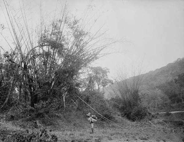 Bamboos on the Temasopa [sic], between 1880 and 1897. Creator: William H. Jackson.