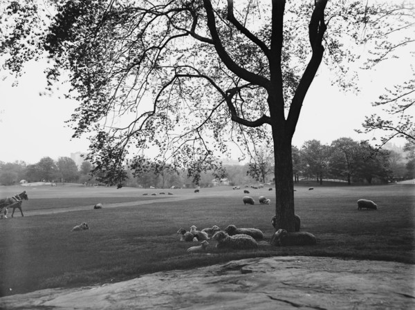 Sheep in Central Park, New York, between 1900 and 1906. Creator: Unknown.