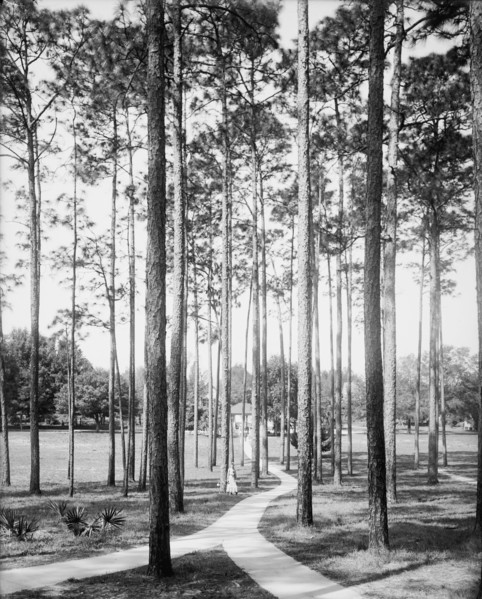 Pines at the College Arms Hotel, De Land, Fla., c1904. Creator: Unknown.