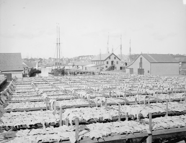 Drying fish, Gloucester, Mass., c1906. Creator: Unknown.