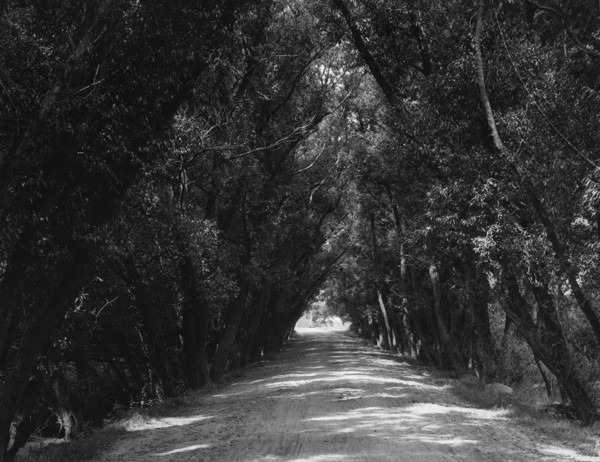 Willow Road, Gloucester, Mass., c1904. Creator: Unknown.