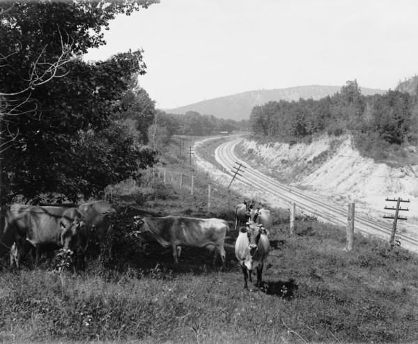 Devil's Lake, Wis., Hopkin's jerseys, between 1880 and 1899. Creator: Unknown.