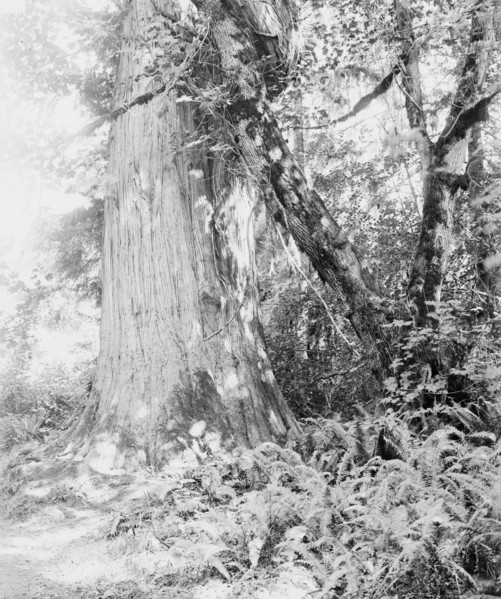 Big tree in Stanley Park, Vancouver, Canada, between 1900 and 1910. Creator: Unknown.