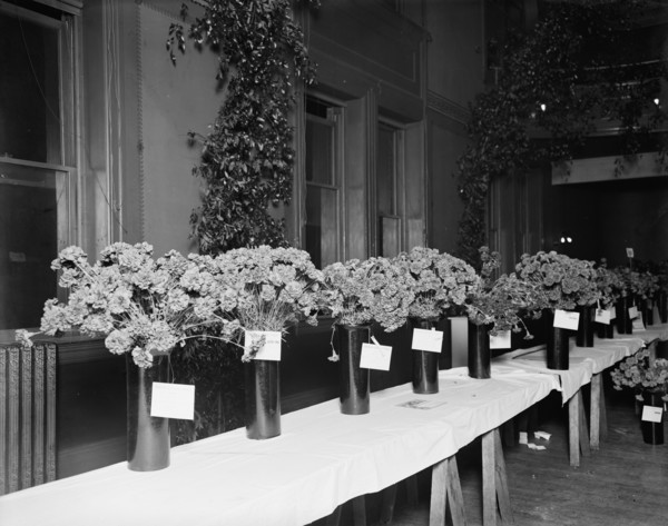 Exhibits, American Carnation Society Exhibition, Detroit, Mich., between 1900 and 1905. Creator: Unknown.