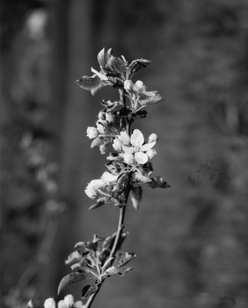 Apple blossoms, between 1900 and 1905. Creator: Unknown.