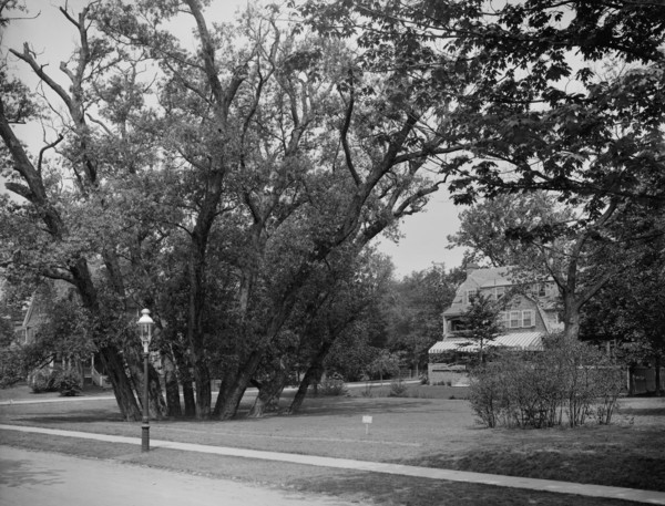 Hubbard Park, Cambridge, Mass., between 1900 and 1920. Creator: Unknown.