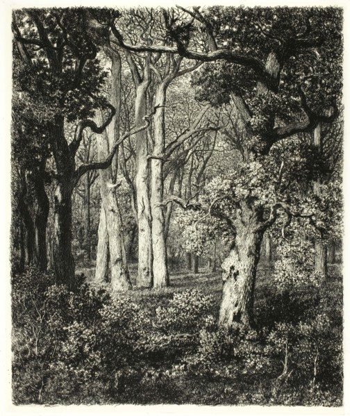 Old Oaks at Bas Bréau, c. 1865. Creator: Adolphe Martial Potemont.