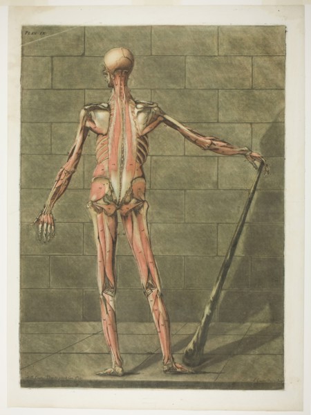 Posterior View of Muscle Man, plate nine from Complete Anatomy Course, 1773. Creator: Arnault Éloi Gautier D’Agoty.