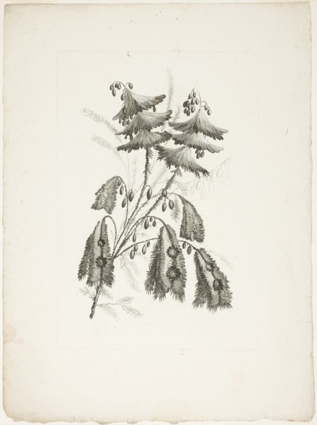 Bouquet, from Collection of New Flowers of Taste for the Manufacture of Persian Cloth..., 1765/70. Creator: Johann Heinrich Hess.