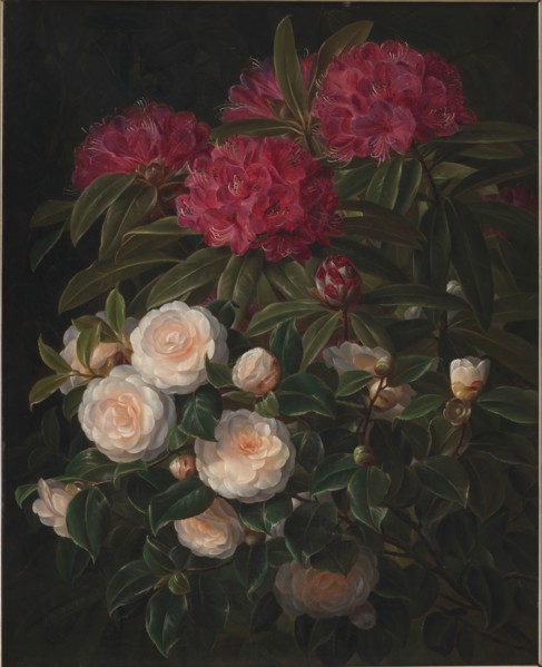 Camellias and rhododendrons, 1852. Creator: Johan Laurentz Jensen.