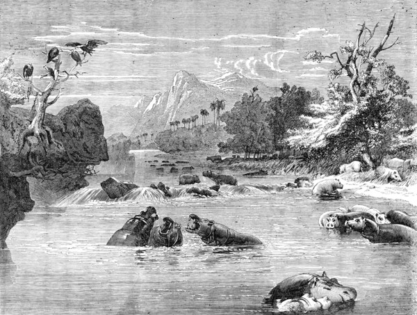 Mr. Gordon Cumming's South African Entertainment - View on the River Limpopo, with a herd of Hippopo Creator: Richard Principal Leitch.