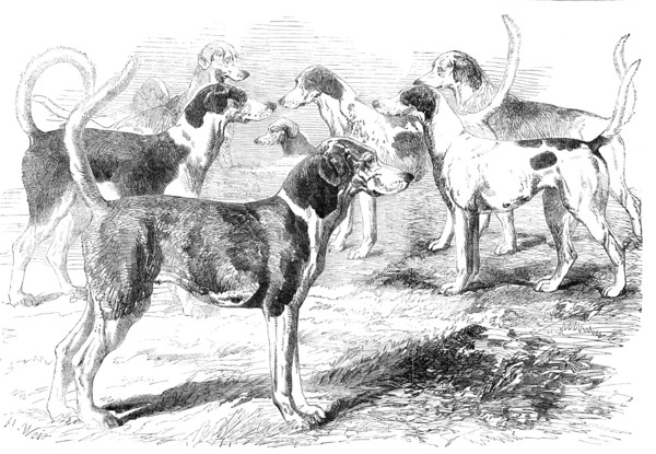 Royal Staghounds: Prosperous, Woodman, Rigolette, Chanticleer, 1856.  Creator: Harrison Weir.