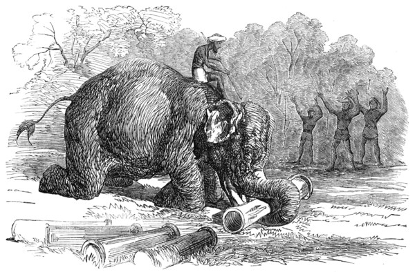 Elephant assisting to lay down water-pipes near Kandy, in Ceylon, 1856.  Creator: Unknown.