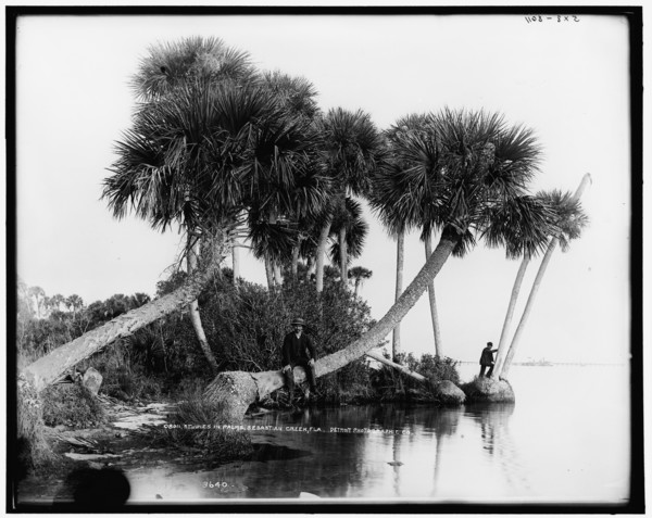 Studies in palms, Sebastian Creek, Florida, between 1880 and 1897. Creator: William H. Jackson.