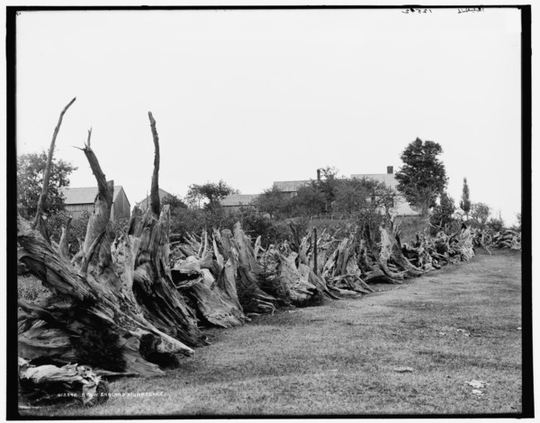 A New England stump fence, between 1890 and 1901. Creator: Unknown.