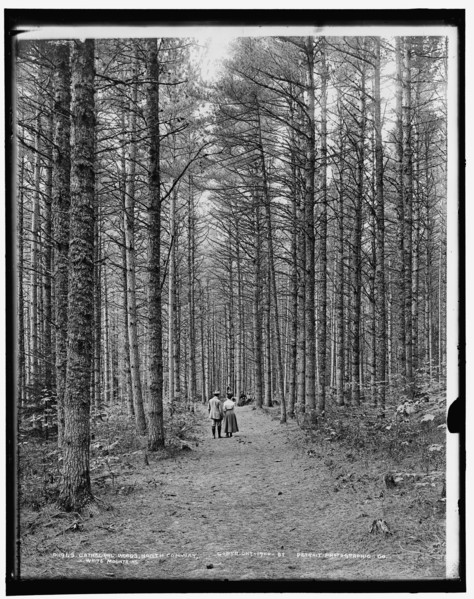 Cathedral Woods, North Conway, White Mountains, c1900. Creator: Unknown.