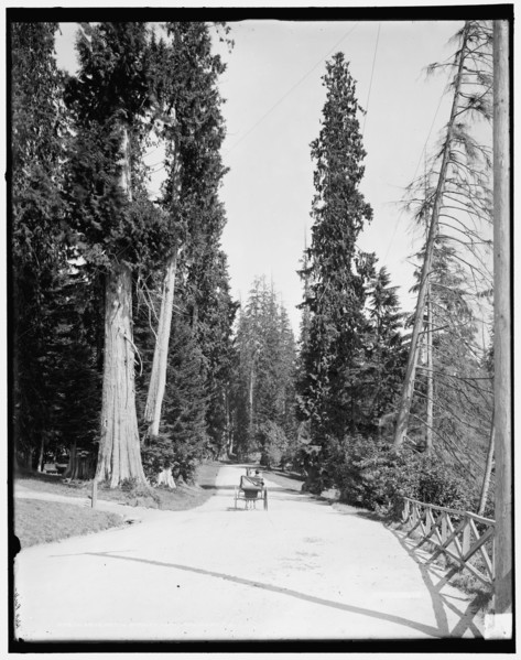 Driveway in Stanley Park, Vancouver, B.C., (1902?). Creator: Unknown.