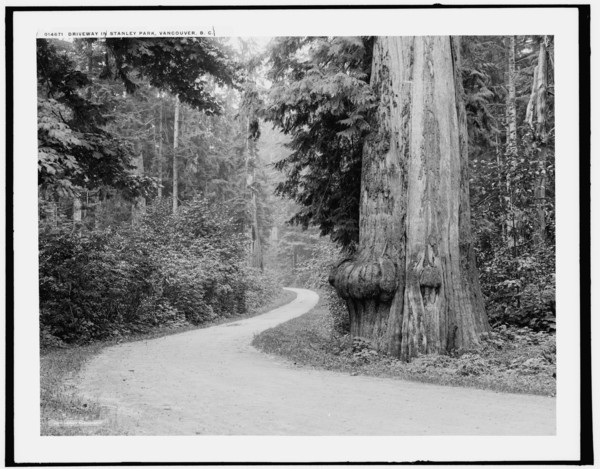 Driveway in Stanley Park, Vancouver, B.C., c1902. Creator: Unknown.