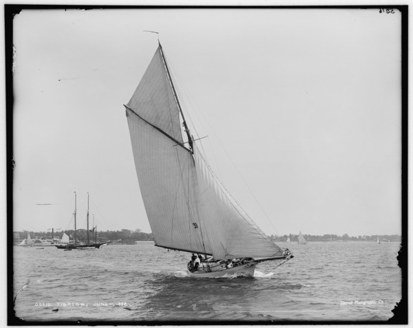 Tigress, 1892 June 11. Creator: Unknown.
