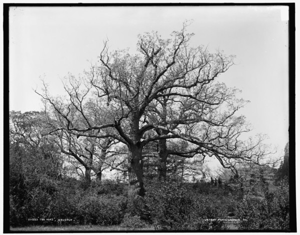 The Oaks, Waverly, between 1890 and 1901. Creator: Unknown.