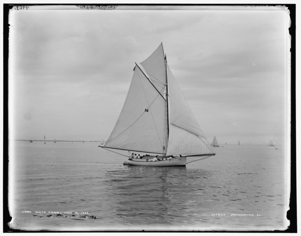 White Fawn, 1888 June 18. Creator: Unknown.