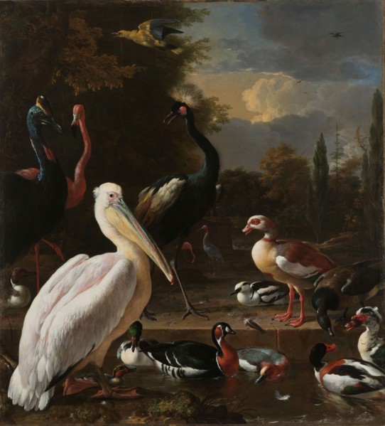 A Pelican and other Birds near a Pool, Known as ‘The Floating Feather’, c.1680. Creator: Melchior d'Hondecoeter.